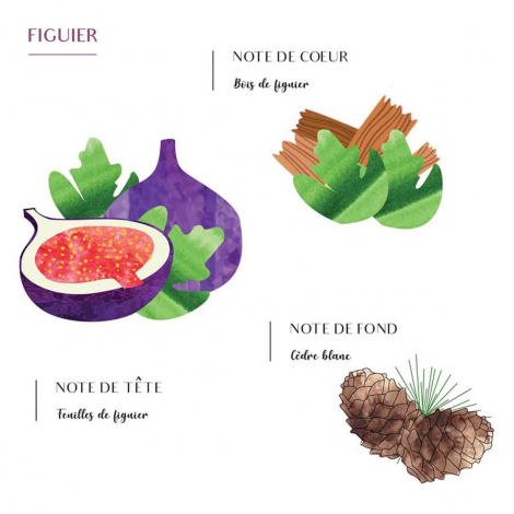 Bougie Parfume Scents of Morocco - Figuier - 